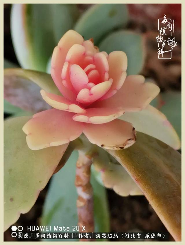 各种莲花形状多肉(当圆润与莲花相遇)(3)