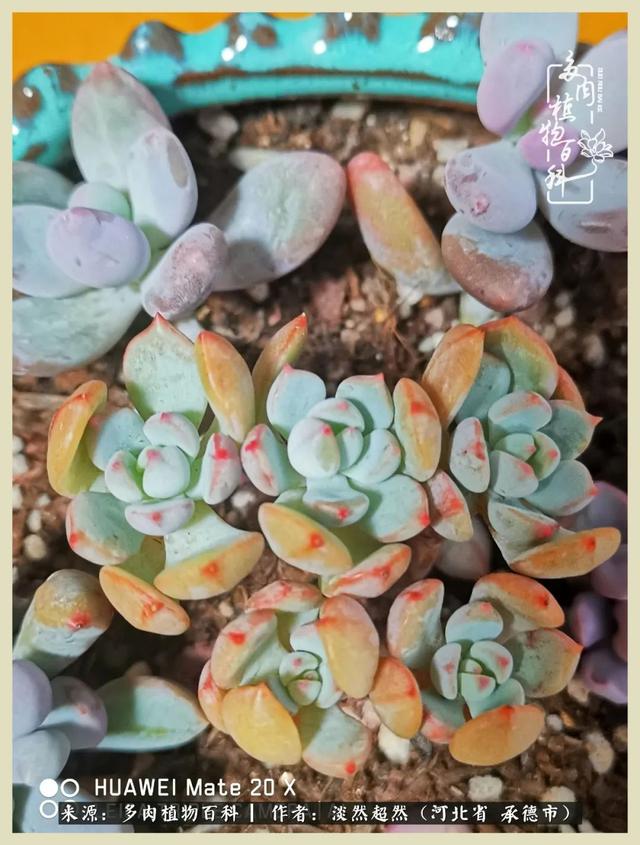 各种莲花形状多肉(当圆润与莲花相遇)(1)