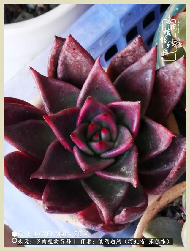 各种莲花形状多肉(当圆润与莲花相遇)(5)