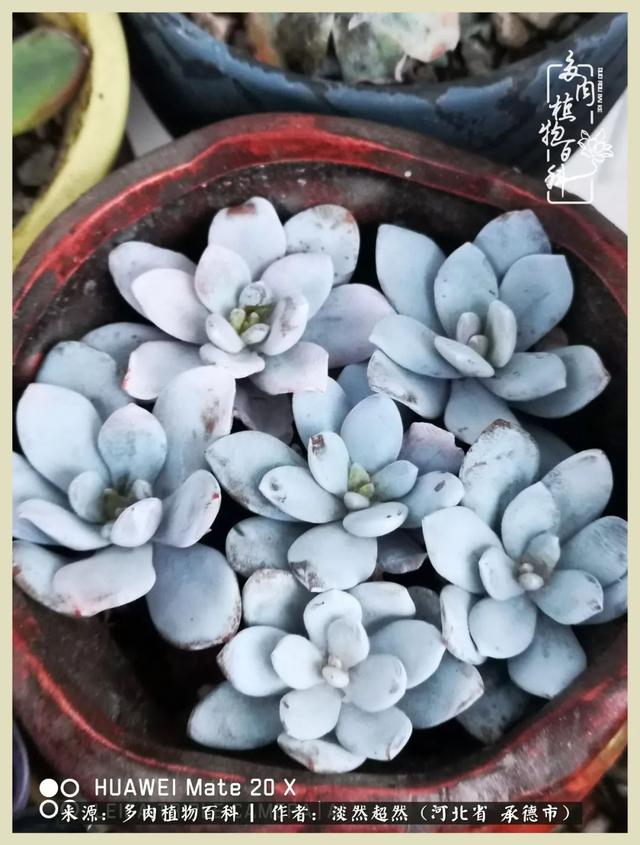 各种莲花形状多肉(当圆润与莲花相遇)(11)