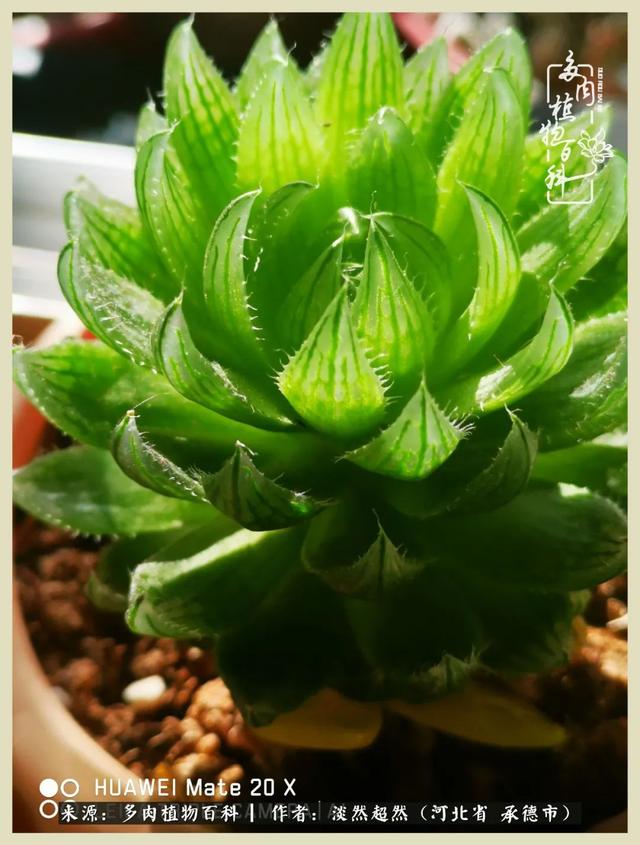 各种莲花形状多肉(当圆润与莲花相遇)(2)