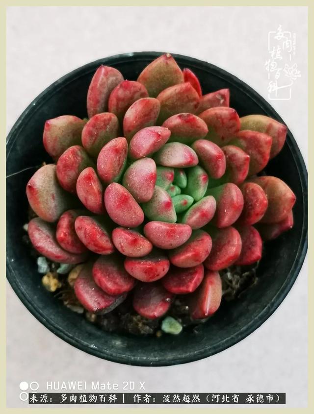 各种莲花形状多肉(当圆润与莲花相遇)(4)