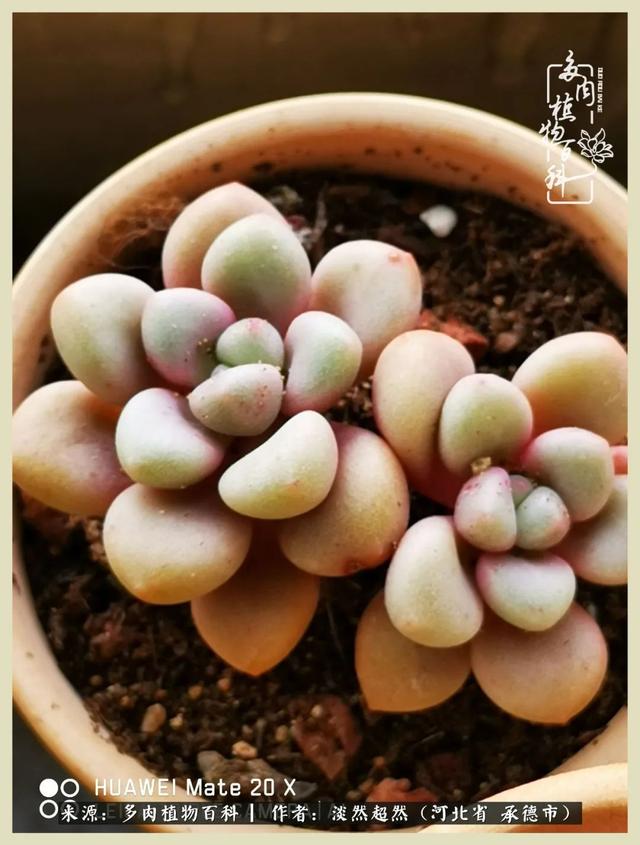 各种莲花形状多肉(当圆润与莲花相遇)(8)