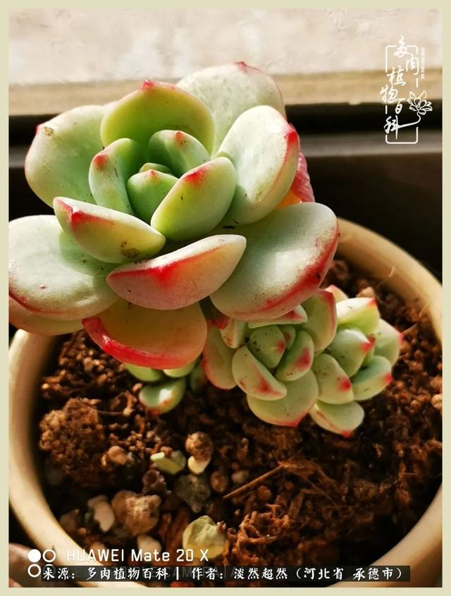 各种莲花形状多肉(当圆润与莲花相遇)(9)