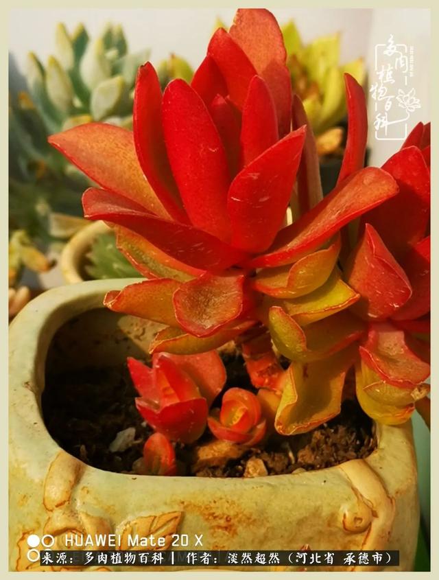 各种莲花形状多肉(当圆润与莲花相遇)(13)
