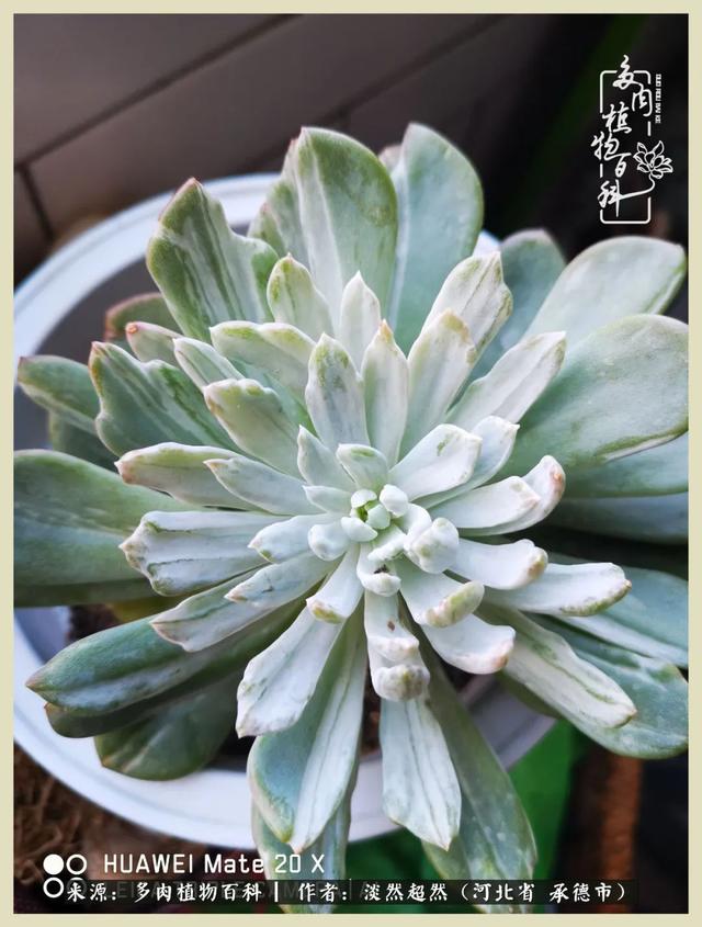 各种莲花形状多肉(当圆润与莲花相遇)(14)