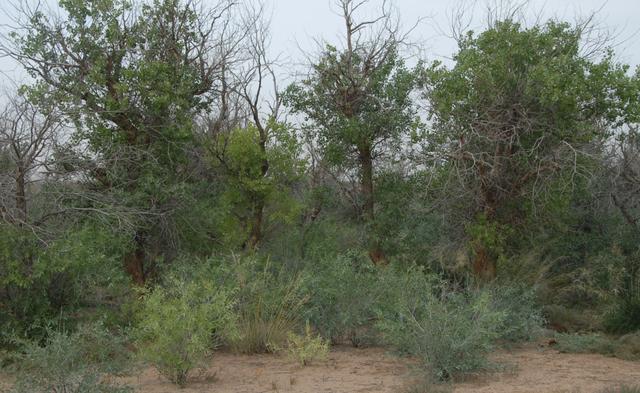 四子王旗来历(四子王旗基本概括)(8)