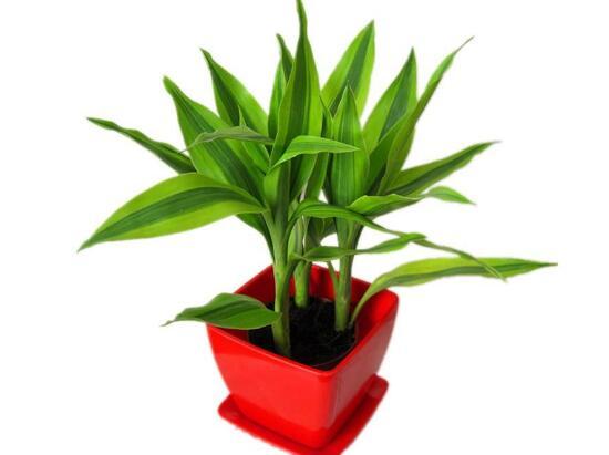 富贵竹的养殖方法和注意事项水养（富贵竹怎么养才能更旺盛）(8)