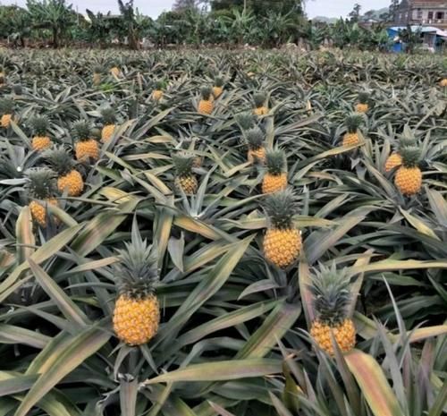 菠萝生长在什么地方