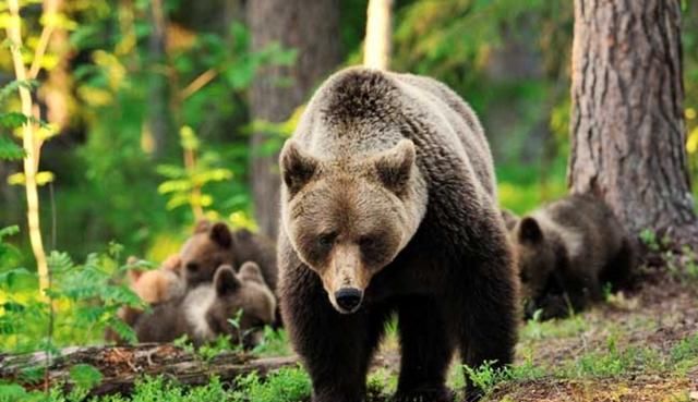 冬眠的动物有哪些,冬眠的动物有哪些图片?图3