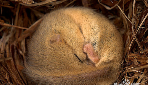 春天来了,冬眠醒来的小动物有哪些