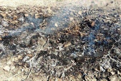 ​草木灰的作用与功效,草木灰是农业生产中经常使用的农家肥