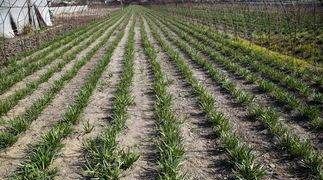 草木灰的作用与功效,草木灰是农业生产中经常使用的农家肥图2