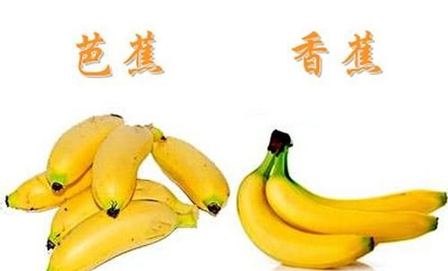 菲蕉和香蕉的区别