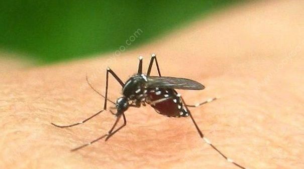 咬人的蚊子是公的还是母的:咬人的蚊子是公的还是母的