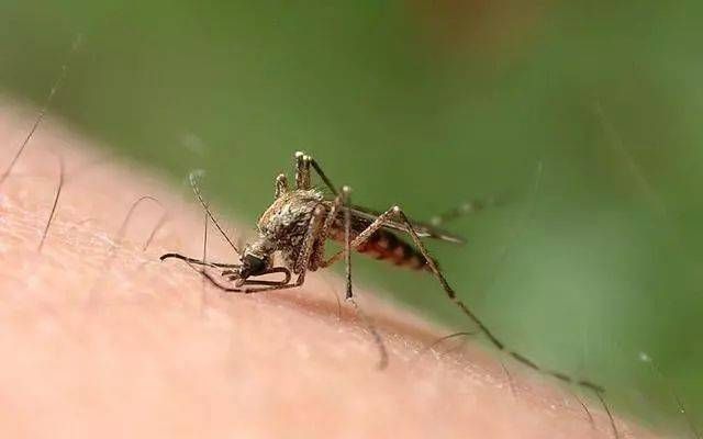 咬人的蚊子是公的还是母的:咬人的蚊子是公还是母