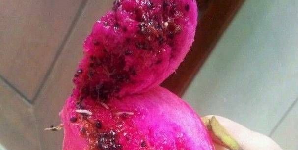红心火龙果有虫子吃了怎么办
