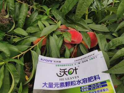 ​桃树施哪些肥料好（桃树施肥用什么肥料好）