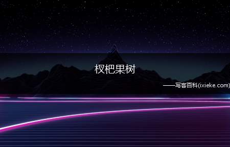 杈杷果树,杈杷果盆景