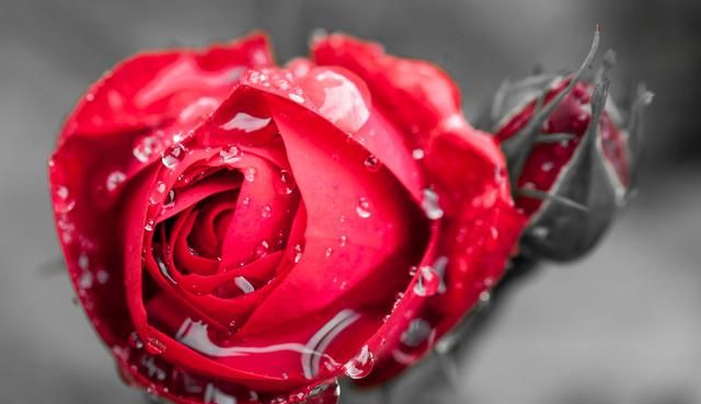 美国的国花是什么花,各国的国花分别是什么花?图21