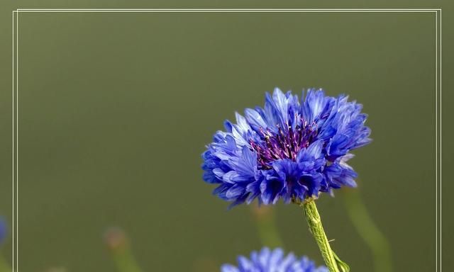 美国的国花是什么花,各国的国花分别是什么花?图25