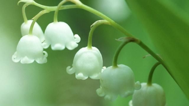 美国的国花是什么花,各国的国花分别是什么花?图17