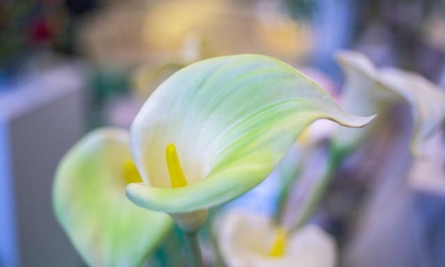 美国的国花是什么花,各国的国花分别是什么花?图36