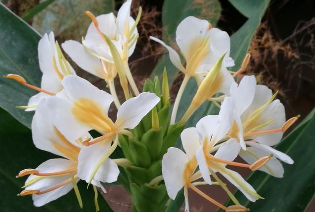 美国的国花是什么花,各国的国花分别是什么花?图35