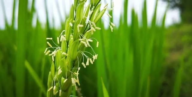 美国的国花是什么花,各国的国花分别是什么花?图9