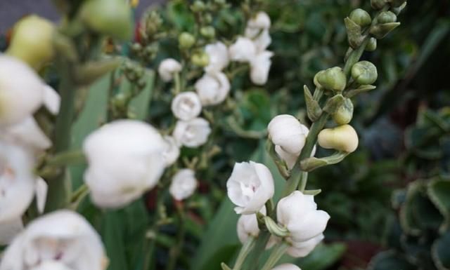 美国的国花是什么花,各国的国花分别是什么花?图34