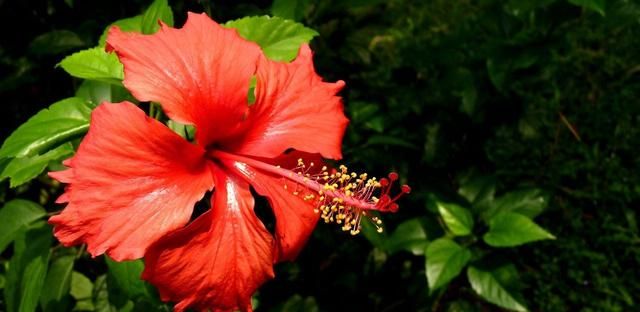 美国的国花是什么花,各国的国花分别是什么花?图11