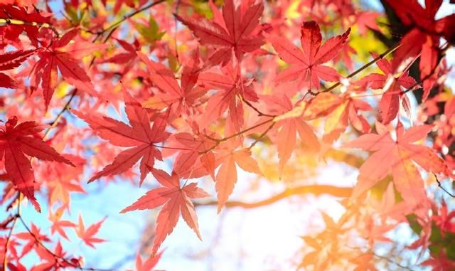 美国的国花是什么花,各国的国花分别是什么花?图32