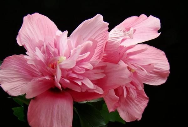 美国的国花是什么花,各国的国花分别是什么花?图3