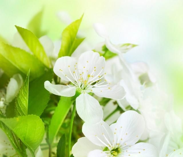 美国的国花是什么花,各国的国花分别是什么花?图6