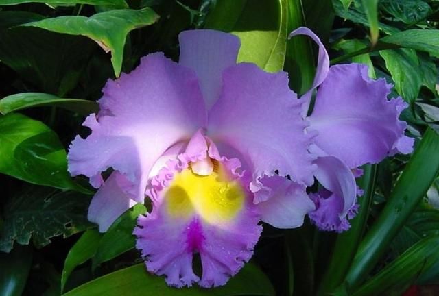 美国的国花是什么花,各国的国花分别是什么花?图31