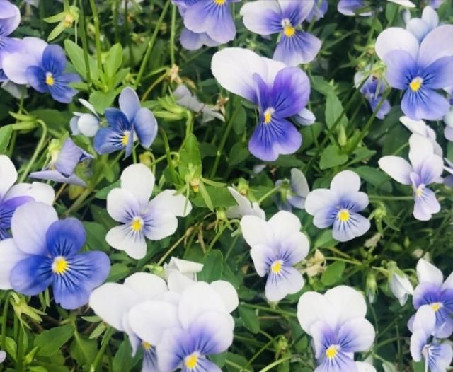 美国的国花是什么花,各国的国花分别是什么花?图19