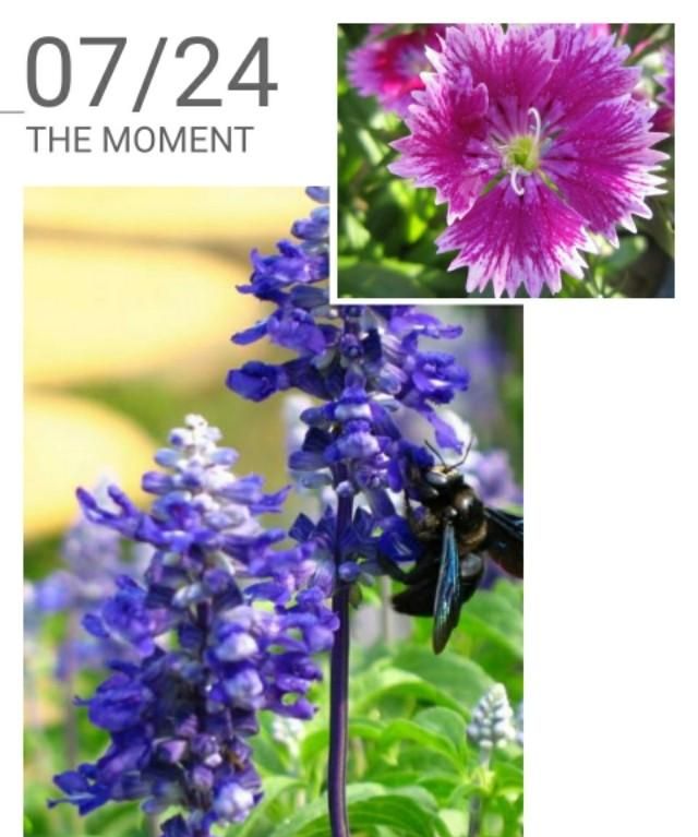 美国的国花是什么花,各国的国花分别是什么花?图29