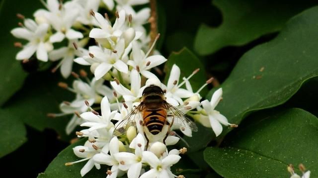 美国的国花是什么花,各国的国花分别是什么花?图20