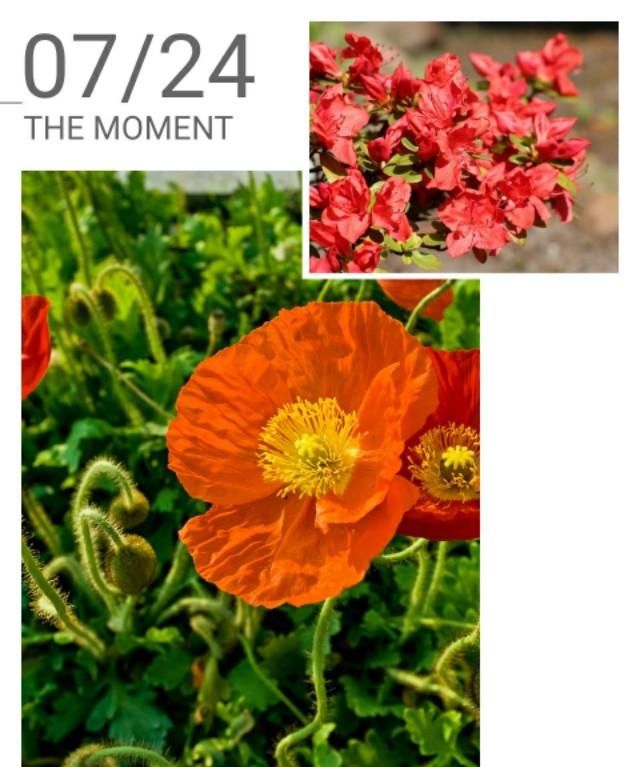 美国的国花是什么花,各国的国花分别是什么花?图23