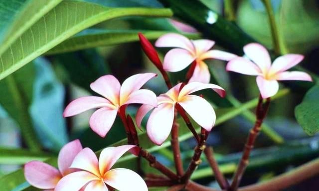 美国的国花是什么花,各国的国花分别是什么花?图14