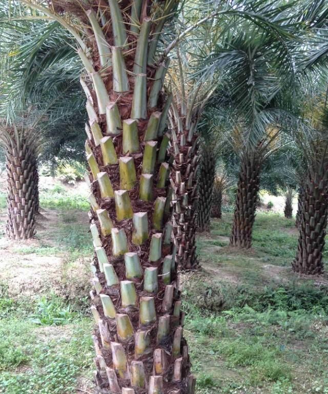 美国的国花是什么花,各国的国花分别是什么花?图37