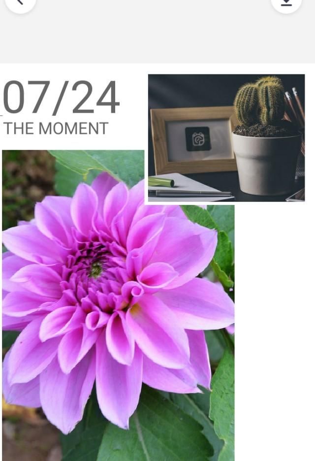 美国的国花是什么花,各国的国花分别是什么花?图33