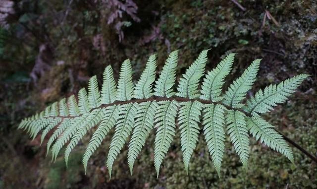 美国的国花是什么花,各国的国花分别是什么花?图39