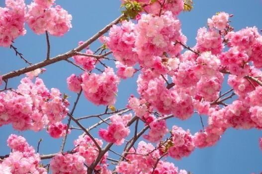 美国的国花是什么花,各国的国花分别是什么花?图2