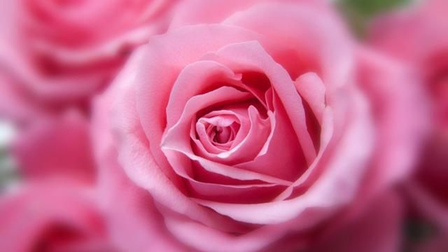 美国的国花是什么花,各国的国花分别是什么花?图13