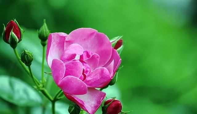 美国的国花是什么花,各国的国花分别是什么花?图15