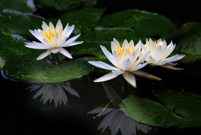 美国的国花是什么花,各国的国花分别是什么花?图4