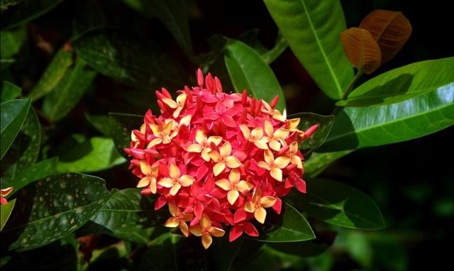 美国的国花是什么花,各国的国花分别是什么花?图8