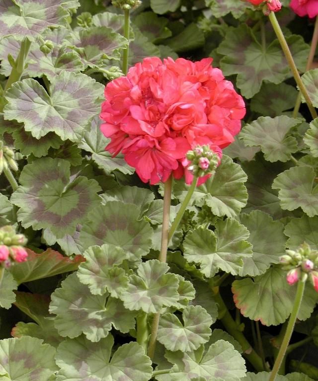 美国的国花是什么花,各国的国花分别是什么花?图28