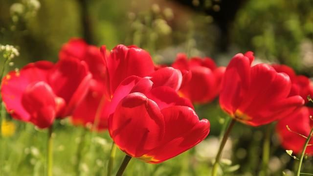 美国的国花是什么花,各国的国花分别是什么花?图22